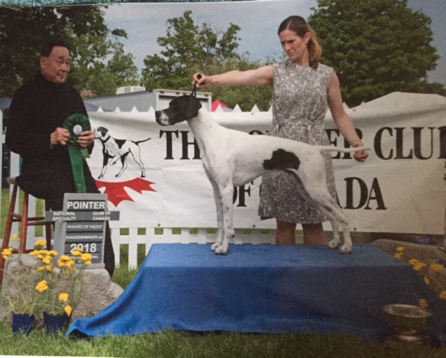 Conformation Classes Canine Sports