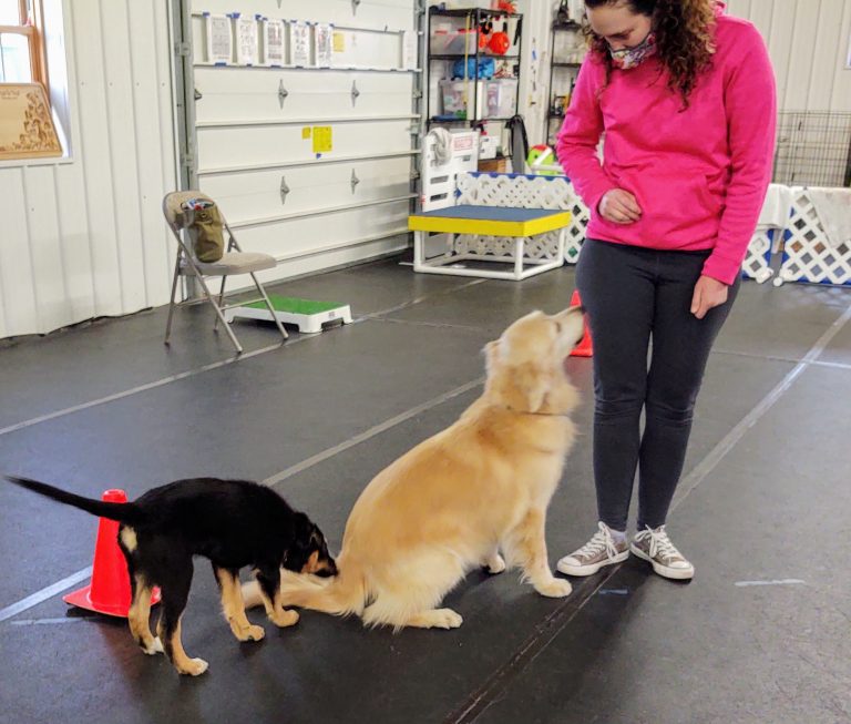 Puppy & Pet Obedience Classes Canine Sports