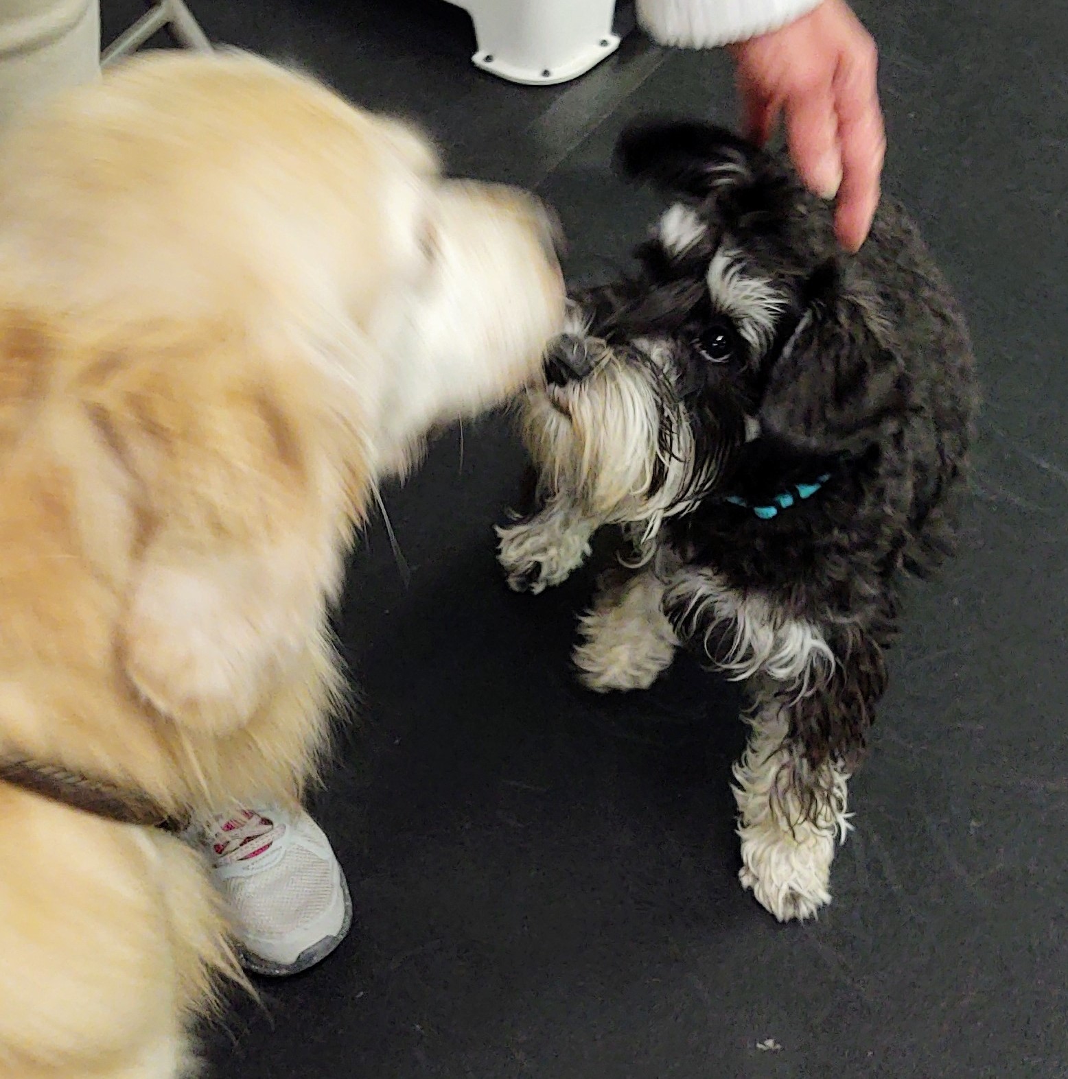 Puppy & Pet Obedience Classes Canine Sports